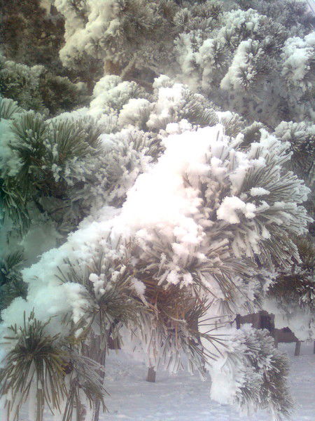 Гульжан Жапарова