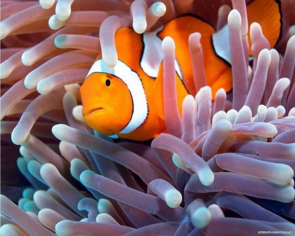 Михаил Тамаровский