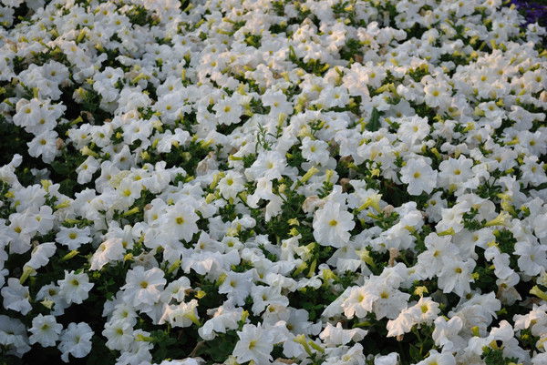 Асия Шахметова