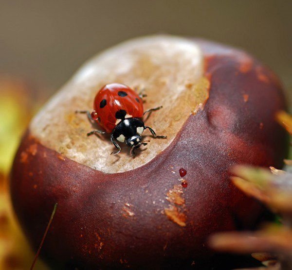 Станислав Верстак