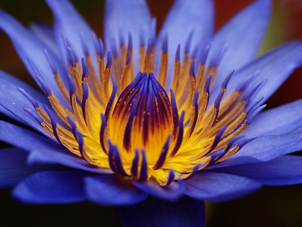 Наталия Туровская