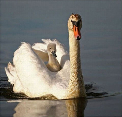 Гульшара Тулекова