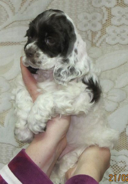 Елена Махиня