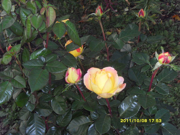 Кучина Валентина