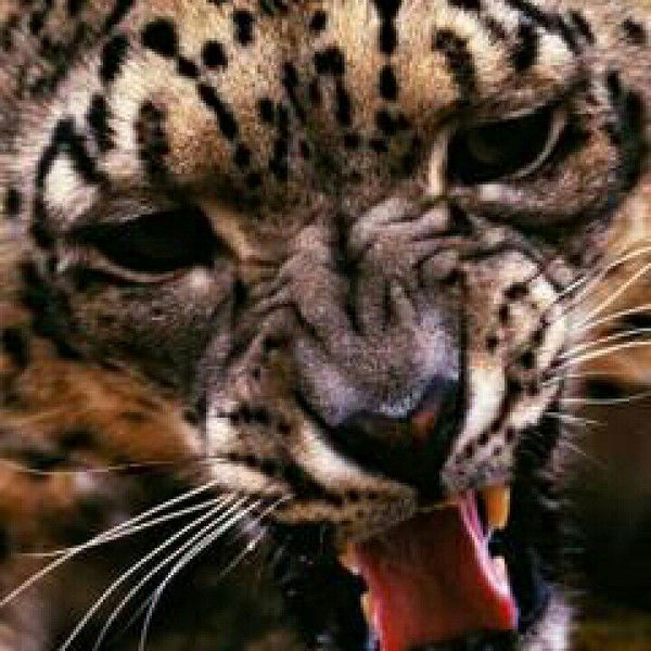 Павлик Мореходович