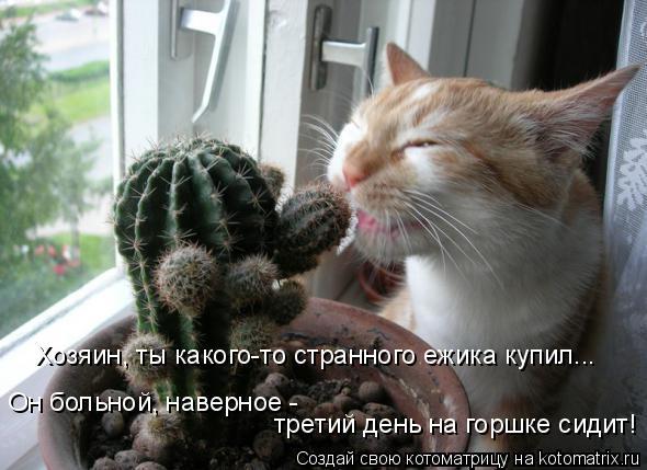 Эльдар Гасанов