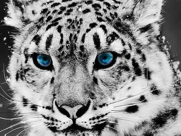 Татьяна Скрипко