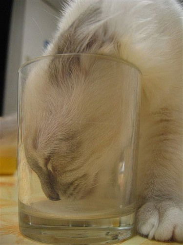 Юлия Алексеева