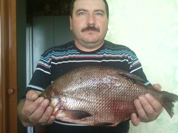 Андрей Харитонов