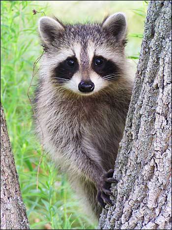 Енот Полоскун