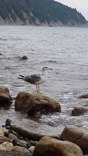 Лариса Павлова