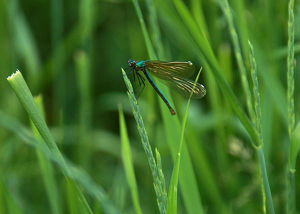 Татьяна Любарь