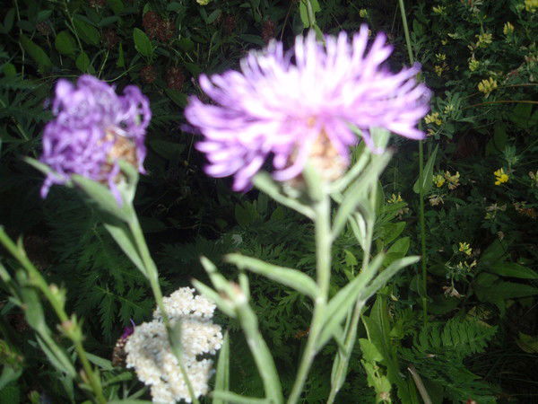 Анна Мальцева