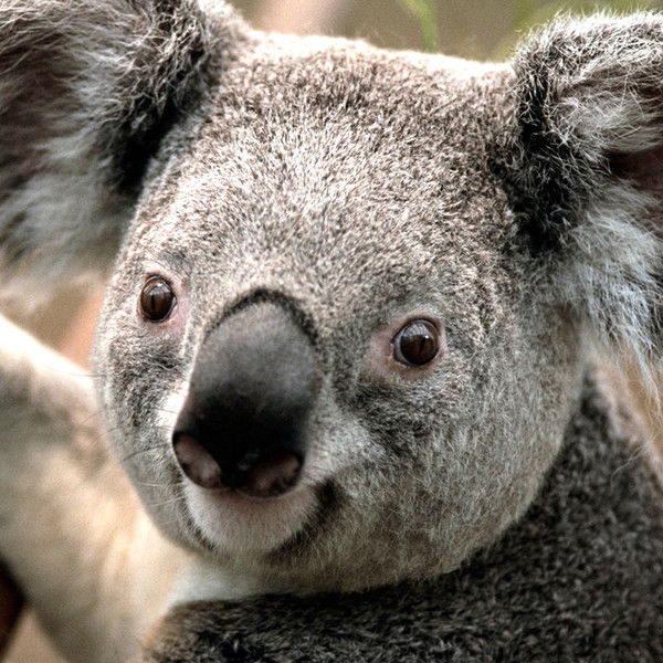 Сергей Платонов