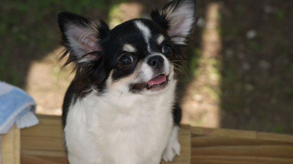 Александр Логушев