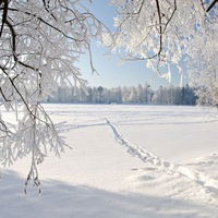 Анна Некрасова