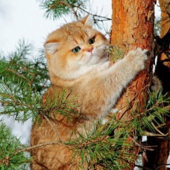 Надежда Бернякович