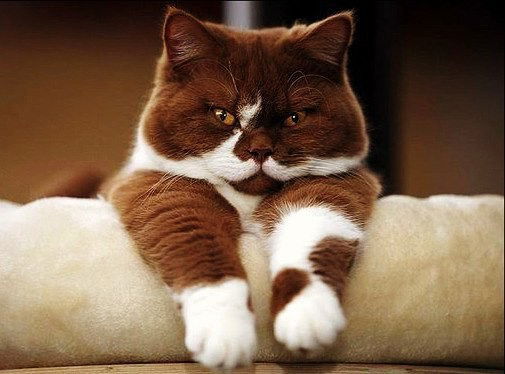 Анжелика Костюченко