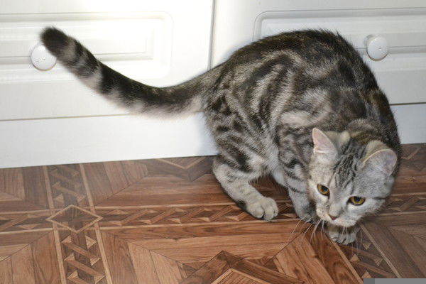 Алексей Мамонов