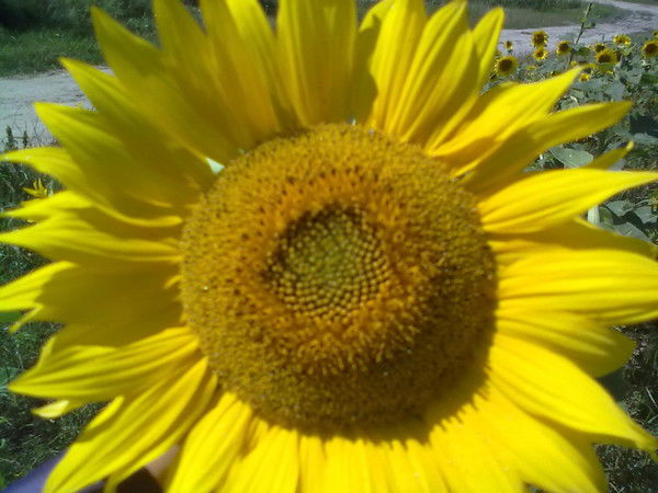 Анна Якимюк