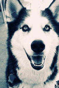 Лиана Ростова