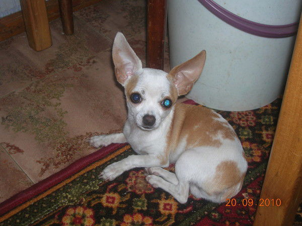 Александр Мусаев