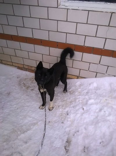 Адель Идрисов