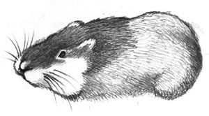 Евгений Афанасьев