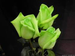 Катя Дрокова