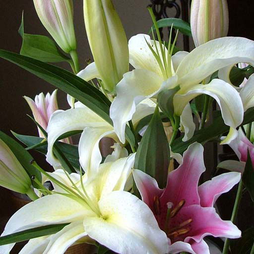 Диляра Сарсенбина