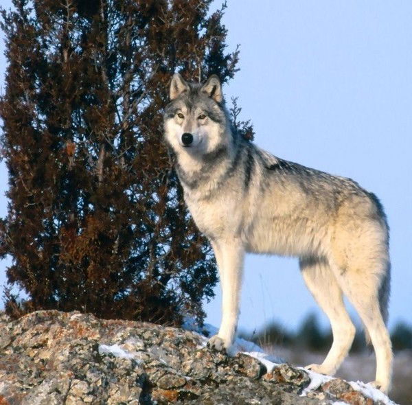 Иван Саркеев