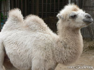 Ботажан Дуненбаев