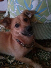 Анастасия Соколовская