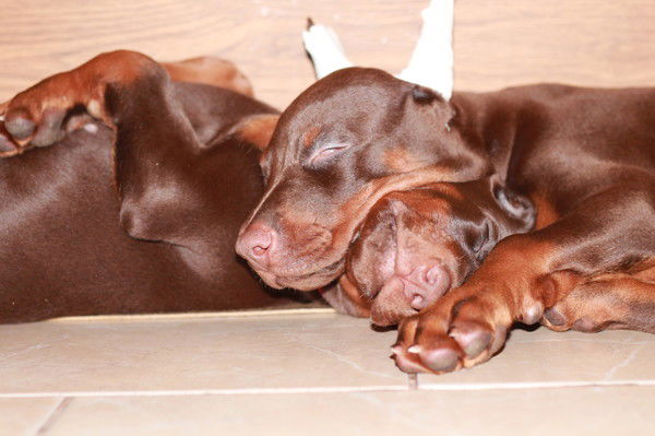 Трушков Артём