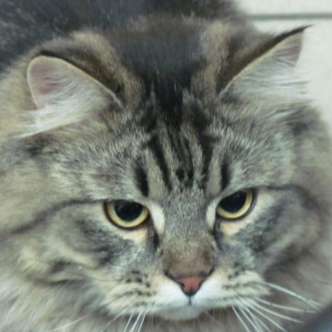 Ветклиника Котофеич