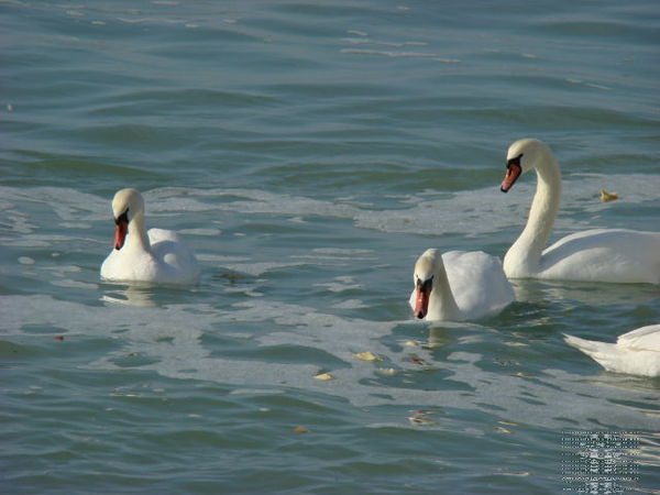 Жанна Хабаева