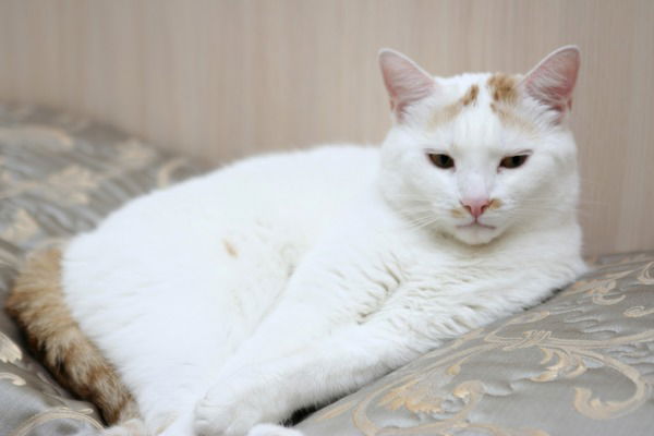 Тимофей Тимофеевич