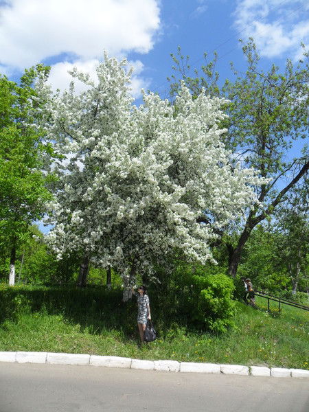 Алмазия Шулятьева