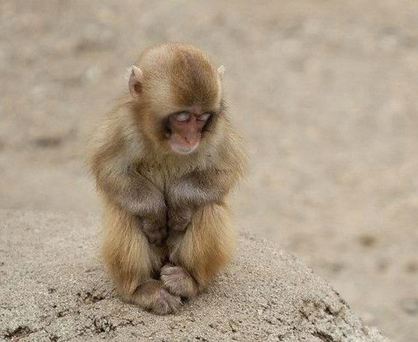 Тимофей Полев