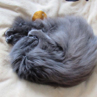 Леонид Еропкин