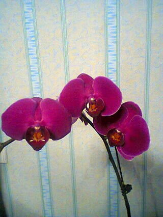 Гульзина Полотова