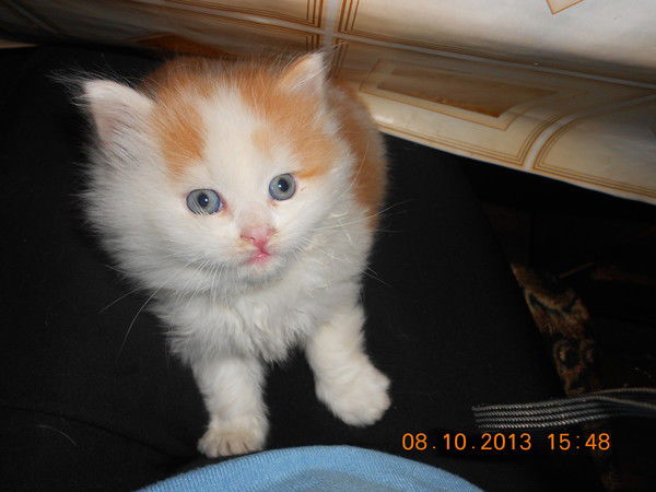 Донецкая Татьяна