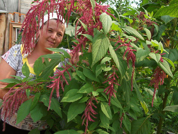 И Р И Н А Сайфуллина