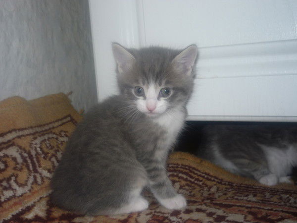 Саша Логачев