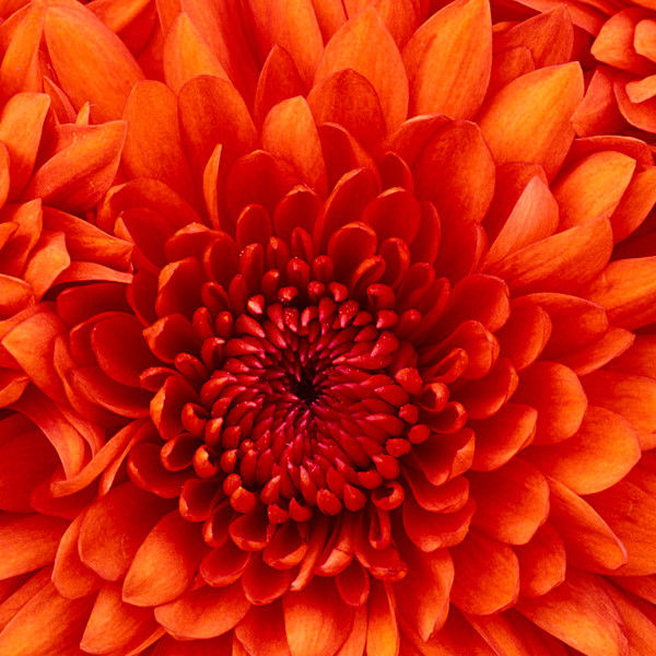 Таня Сухраменда