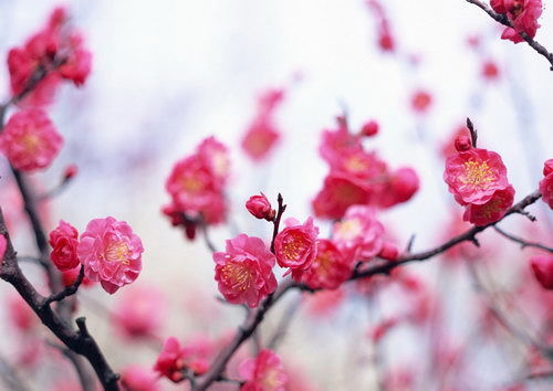 Валентина Преснова