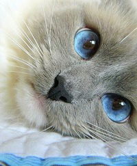 Людмила Аверина