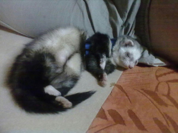 Валери Рысёна