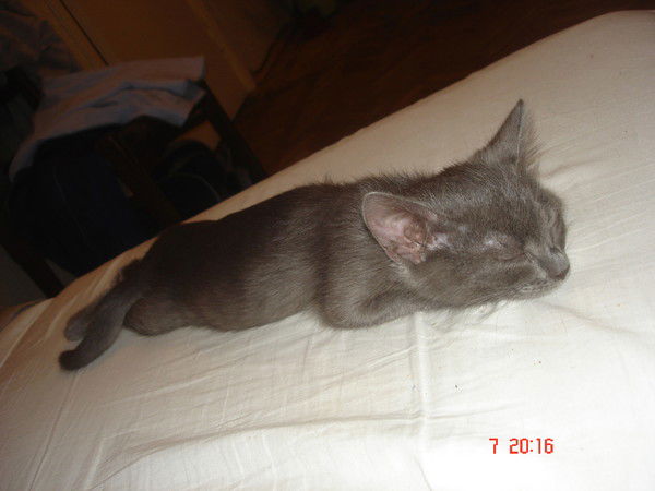 Александр Кирилюк