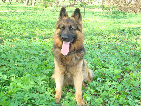 Елена Богомолова